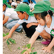 野菜の苗植え