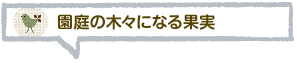 園庭の木々になる果実